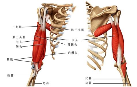 手臂下面叫什麼|手臂下面那个窝叫什么